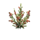 Plant de yucca