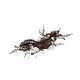 Cadavre animal en décomposition