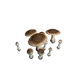 Champignons