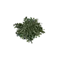 Plant de myrtilles