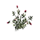 Chrysanthème