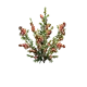 Plant de café