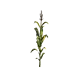 Plant de maïs