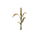Plant de maïs