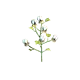 Plant de coton