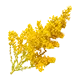 Fleur de gerbe d'or