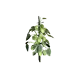 Plant de houblon