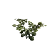 Plant de pomme de terre