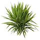 Plant de yucca