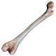 Os