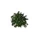 Azalée