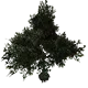 Arbre - chêne planté 16 m