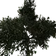 Arbre - chêne planté 27 m