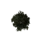 Arbre - chêne planté 08 m