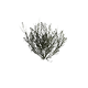 Arbre - arbre des plaines