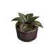 Plante en pot