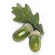Graine de chêne