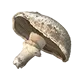 Champignons