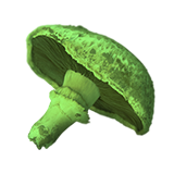 Champignons irradiés
