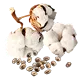 Coton
