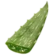 Feuille d'aloe vera