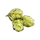 Fleur de houblon