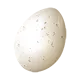 Œuf