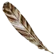 Plume