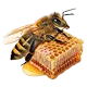 Reine des abeilles